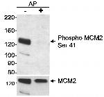 Phospho-MCM2 (Ser41) Antibody in Western Blot (WB)
