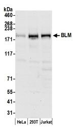 BLM Polyclonal Antibody