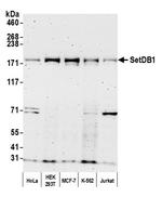 SETDB1 Polyclonal Antibody