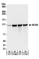 MCM2 Antibody in Western Blot (WB)
