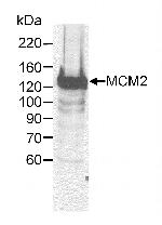MCM2 Antibody in Western Blot (WB)