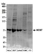 MCM7 Polyclonal Antibody