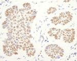 CoREST Antibody in Immunohistochemistry (Paraffin) (IHC (P))