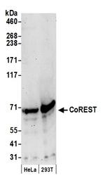 CoREST Antibody in Western Blot (WB)