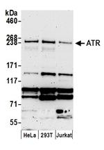 ATR Antibody in Western Blot (WB)
