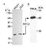 RFC2 Polyclonal Antibody