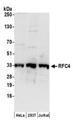 RFC4 Polyclonal Antibody