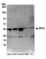 RFC4 Polyclonal Antibody