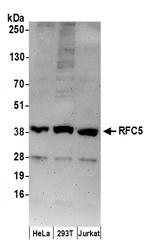 RFC5 Polyclonal Antibody