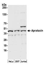 Aprataxin Polyclonal Antibody