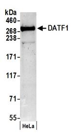 DATF1 Polyclonal Antibody