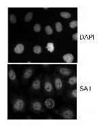 SA1 Antibody in Immunocytochemistry (ICC/IF)