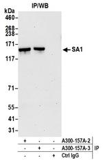SA1 Antibody in Immunoprecipitation (IP)