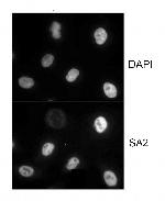 SA2 Antibody in Immunocytochemistry (ICC/IF)