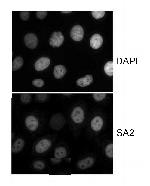 SA2 Antibody in Immunocytochemistry (ICC/IF)