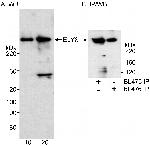 ELYS Antibody in Western Blot (WB)