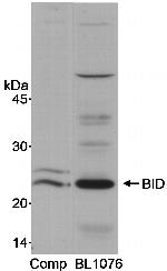 BID Antibody in Western Blot (WB)