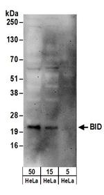 BID Polyclonal Antibody