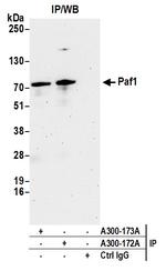 Paf1 Antibody in Immunoprecipitation (IP)