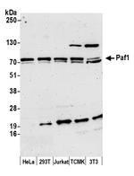 Paf1 Antibody in Western Blot (WB)