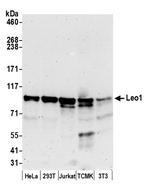 Leo1 Polyclonal Antibody