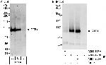 Rtf1 Polyclonal Antibody