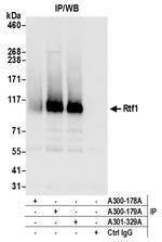 Rtf1 Antibody in Immunoprecipitation (IP)
