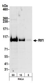 Rtf1 Polyclonal Antibody
