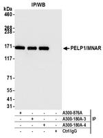 PELP1/MNAR Antibody in Immunoprecipitation (IP)