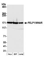 PELP1/MNAR Antibody in Western Blot (WB)