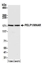 PELP1/MNAR Antibody in Western Blot (WB)