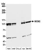 MCM2 Antibody in Western Blot (WB)