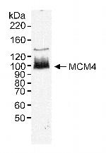 MCM4 Antibody in Western Blot (WB)