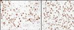 MCM6 Polyclonal Antibody