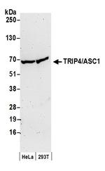 TRIP4/ASC-1 Polyclonal Antibody