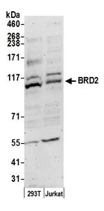 BRD2 Polyclonal Antibody