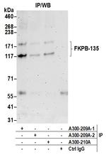 FKBP-135 Antibody in Immunoprecipitation (IP)