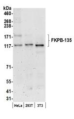 FKBP-135 Polyclonal Antibody