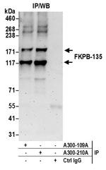 FKBP-135 Antibody in Immunoprecipitation (IP)