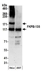 FKBP-135 Polyclonal Antibody