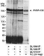 FKBP-135 Antibody in Western Blot (WB)