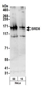 BRD8 Polyclonal Antibody