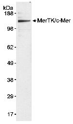 MerTK/c-mer Antibody in Western Blot (WB)