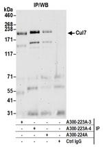 Cul7 Antibody in Immunoprecipitation (IP)
