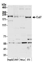 Cul7 Polyclonal Antibody
