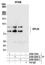 EPLIN Polyclonal Antibody