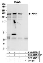 KIF14 Antibody in Immunoprecipitation (IP)