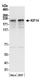 KIF14 Polyclonal Antibody