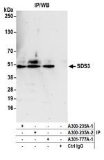 SDS3 Antibody in Immunoprecipitation (IP)