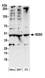 SDS3 Polyclonal Antibody